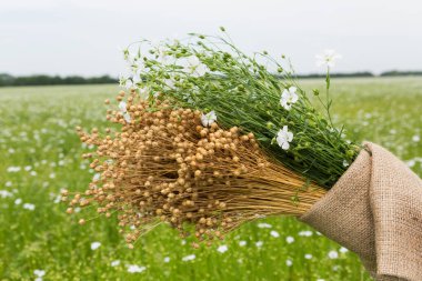 A dry bouquet of flax and a bouquet of green flax plants, in linen fabric, against the background of a field of flowering flax clipart