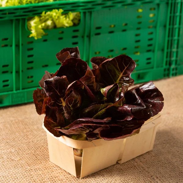 Red salad lies in a box, against the background of a box with green salad, close-up