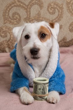 White Jack Russell puppy with a roll of money in its paws, sits in a terry robe, businessman