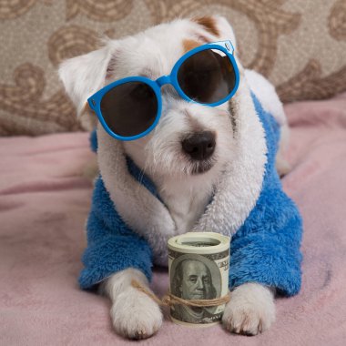 Funny puppy in sunglasses and in a terry robe holding a roll of dollars in its paws, close-up portrait