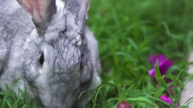 Beyaz çinçilya tavşanı Islak yeşil çimenleri ve pembe çiçekleri yiyor