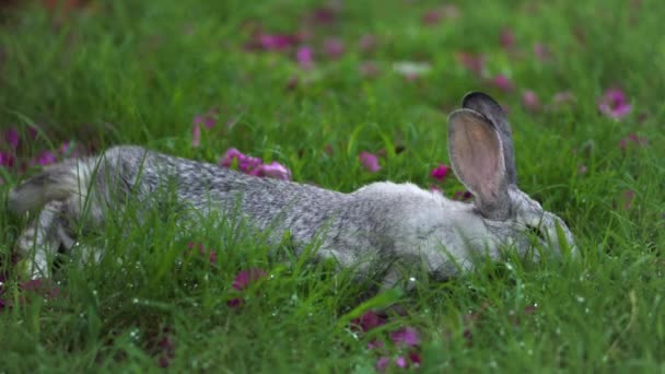 Белый Кролик Шиншиллы Ест Мокрую Зеленую Траву Розовые Цветы Поле — стоковое видео