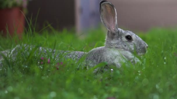 Beyaz Çinçilya Tavşanı Islak Yeşil Çimenleri Pembe Çiçekleri Yiyor — Stok video