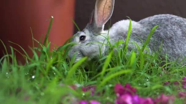Weißes Chinchilla Kaninchen Frisst Nasses Grünes Gras Und Rosa Blumen — Stockvideo