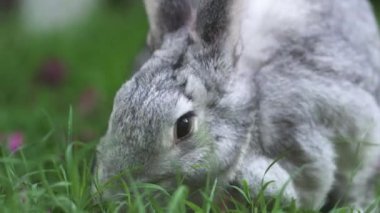Yeşil otları ve pembe çiçekleri yiyen aç çinçilya tavşanına çok yakın.