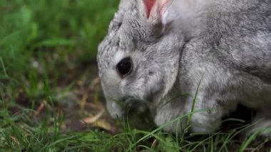 Yeşil otları ve pembe çiçekleri yiyen aç çinçilya tavşanına çok yakın.