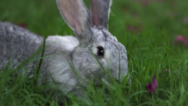 Рядом Голодным Кроликом Шиншиллой Который Ложится Ест Зеленую Мокрую Траву — стоковое видео