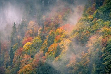 Berchtesgaden Ulusal Parkı 'ndaki Konigsee Gölü' nün sonbahar ormanları sisli bir sabah, Almanya