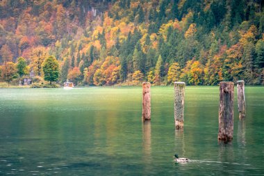 Berchtesgaden Ulusal Parkı 'ndaki Konigsee Gölü' nün sonbahar ormanları sisli bir sabah, Almanya