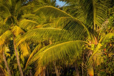 Tropical paradise: idyllic caribbean palm trees with sunbeam in Punta Cana, Dominican Republic
