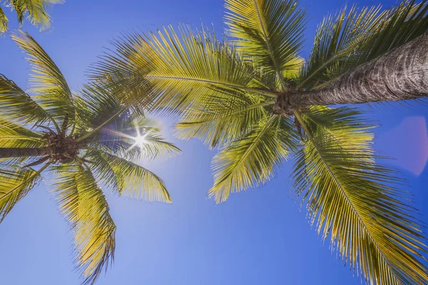 Tropical Paradise Idyllic Caribbean Palm Trees Sunbeam Punta Cana Dominican — ストック写真