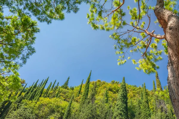 Cipreses Fila Flores Silvestres Primavera Relajarse Paisaje Atardecer Toscana Italia —  Fotos de Stock