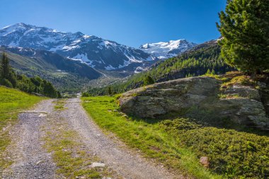 Gran Paradiso kar örtüsü ve çam ağaçları: Kuzey İtalya 'da İtalyan Alpleri