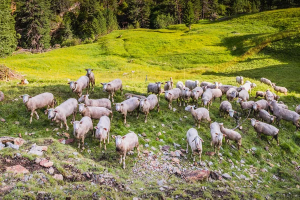 Зграя Овець Фермі Альпійської Долини Французькі Альпи Кордоні Швейцарією — стокове фото