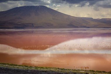 Laguna Colorada, Red Lagoon, is a shallow salt lake in the southwest of the altiplano of Bolivia, within Eduardo Avaroa Andean Fauna National Reserve and close to the border with Chile