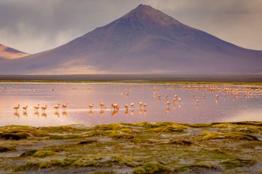 Laguna Colorada, Red Lagoon, is a shallow salt lake in the southwest of the altiplano of Bolivia, within Eduardo Avaroa Andean Fauna National Reserve and close to the border with Chile