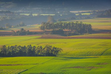 Güney Brezilya kırsal ve çayır manzarası huzur dolu altın gün doğumunda