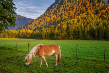 Haflinger horse on a meadow in Alps at autumn sunrise, Karwendel mountains in Innsbruck, Tyrol