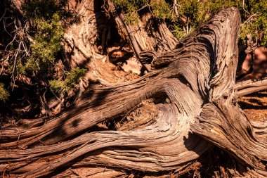 Güneşli bir günde Utah Canyonlands Parkı 'nda yapayalnız bir ağaç gövdesi.