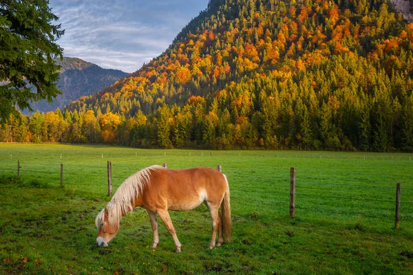 Haflinger Horse Meadow Alps Autumn Sunrise Karwendel Mountains Innsbruck Tyrol — Stock fotografie
