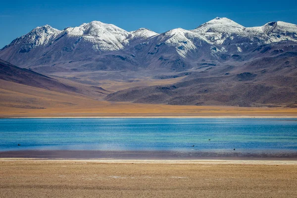 Turkuaz laguna Miscanti, Atacama çölünde tuz gölü, volkanik manzara, Şili, Güney Amerika