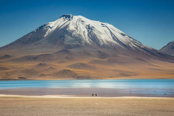 stock image Turquoise laguna Miscanti, salt lake in Atacama desert, volcanic landscape, Chile, South America