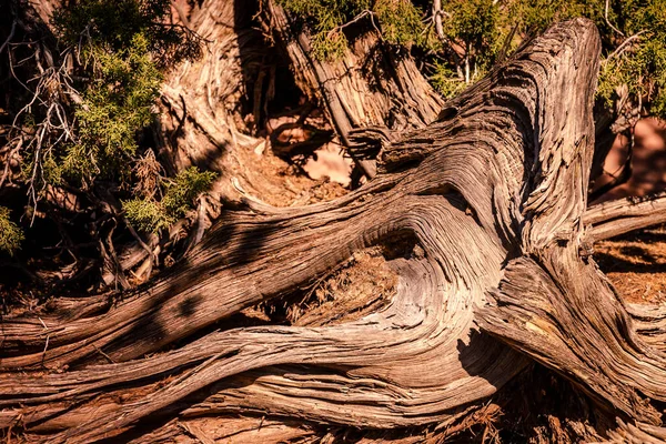 美国犹他峡谷公园 阳光明媚的一天 孤独的Juniper树树干特写 — 图库照片