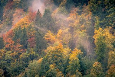 Berchtesgaden Ulusal Parkı 'ndaki Konigsee Gölü' nün sonbahar ormanları sisli bir sabah, Almanya