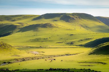 Cows grazing at sunset, Rio Grande do Sul pampa landscape - Southern Brazil