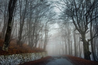 Balkan Dağları, Bulgaristan ve Doğu Avrupa 'da sonbaharda sisli ürkütücü ormana giden yol