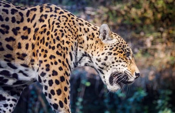 Jaguar Panthera Onca Majestoso Felino Caça Pantanal Brasil América Sul — Fotografia de Stock