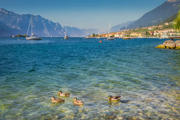 Lago Idílico Litoral Garda Malcesine Com Veleiros Montanhas Norte Itália — Fotografia de Stock