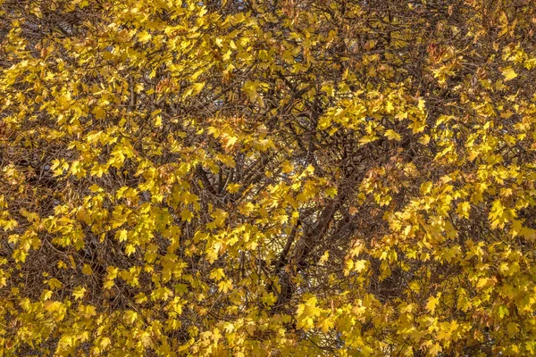 Autumn Golden Leaves Backgroud Close Central Park New York United — Stock Photo, Image
