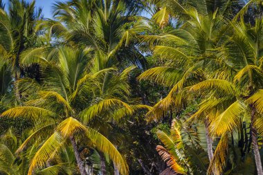 Tropical paradise: idyllic caribbean palm trees with sunbeam in Punta Cana, Dominican Republic