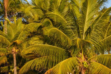 Tropical paradise: idyllic caribbean palm trees with sunbeam in Punta Cana, Dominican Republic