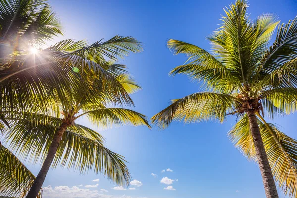Tropical Paradise Idyllic Caribbean Palm Trees Sunbeam Punta Cana Dominican — ストック写真