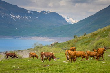 Mont-Cenis Gölü 'nün önündeki inek sürüsü, Savoie Alpleri, Fransa