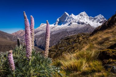 Huascaran Dağı, Cordillera Blanca 'da kar tepeli And Dağları, Ancash, Peru, Güney Amerika