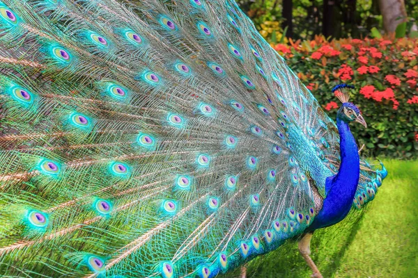 在南亚 美丽的蓝色雄性孔雀长出了羽毛 — 图库照片