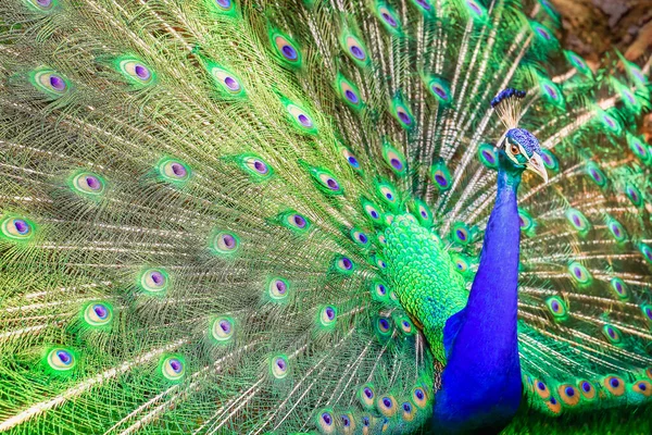 在南亚 美丽的蓝色雄性孔雀长出了羽毛 — 图库照片