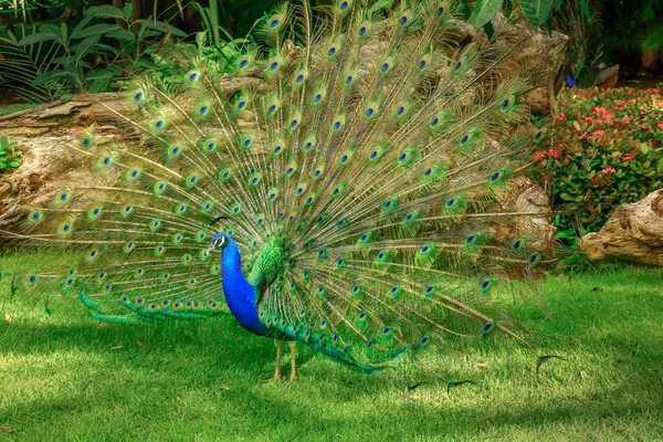 Прекрасный Голубой Павлин Перьями Развевается Южной Азии — стоковое фото