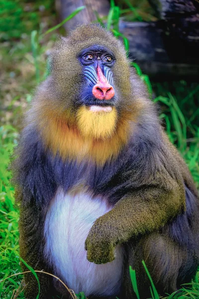 Adorável Macaco Primata Mandril Descansando Olhos Tímidos Olhando Para Câmera — Fotografia de Stock
