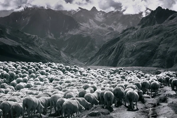 Manada Rebaños Ovejas Que Bajan Por Valle Aosta Alpes Italianos — Foto de Stock