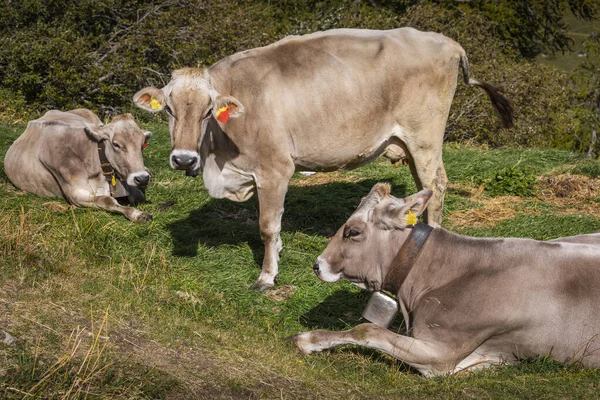 Alpské Krávy Údolí Engadine Jaře Švýcarské Alpy Švýcarsko — Stock fotografie