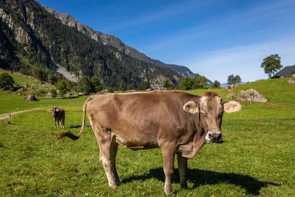 Alpejskie Krowy Dolinie Engadine Słoneczną Wiosnę Alpy Szwajcarskie Szwajcaria — Zdjęcie stockowe