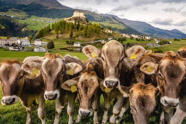 Корови Пасуть Дивляться Камеру Ідилічний Пейзаж Села Скуол Тарасп Світанку — стокове фото