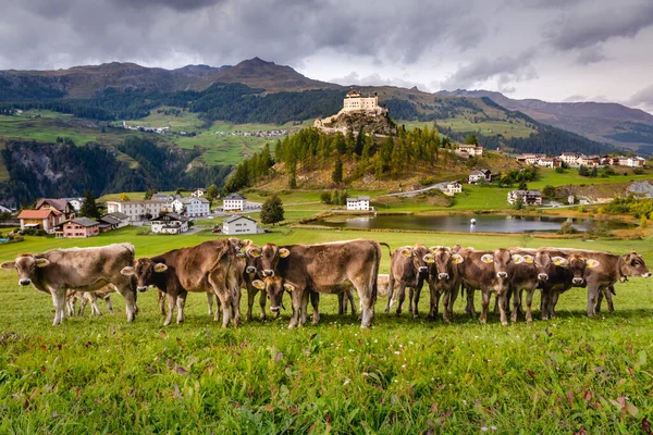 Pastoreio Vacas Olhando Para Câmera Paisagem Idílica Aldeia Scuol Tarasp — Fotografia de Stock