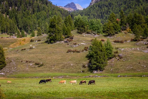 Engadine Valleyのアルパイン牛 日当たりの良い春の時間 スイスアルプス スイス — ストック写真