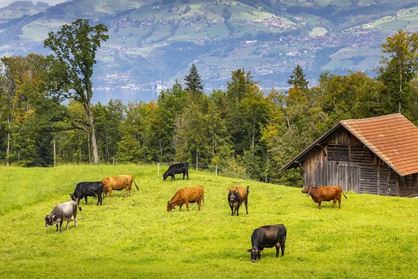Pohled Bernské Švýcarské Alpy Alpskou Farmu Krávami Švýcarsko — Stock fotografie