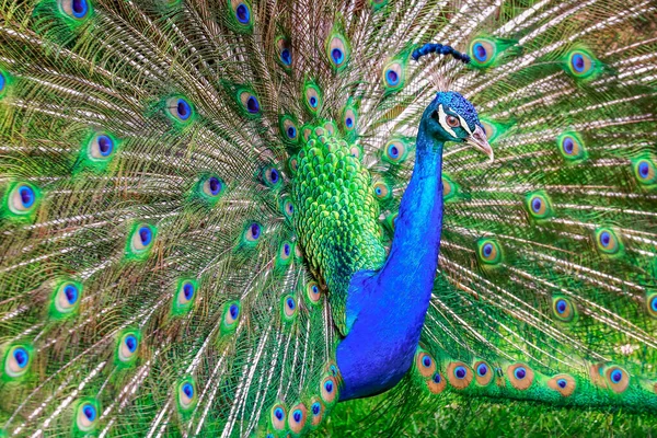 Schöne Blaue Männliche Pfau Mit Federn Aufgefächert Südasien — Stockfoto